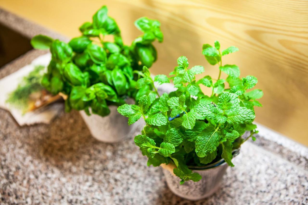 Apartmany Pinus, Tale, Chopok Juh エクステリア 写真